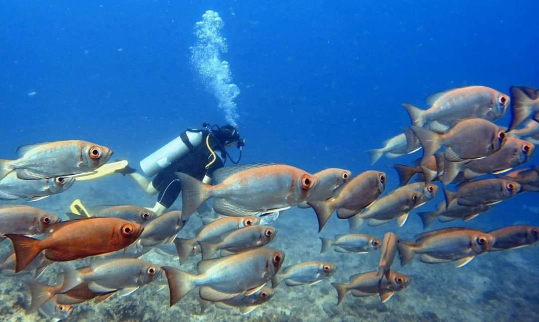Ratu Kini Dive & Stay Мана-Айленд Екстер'єр фото