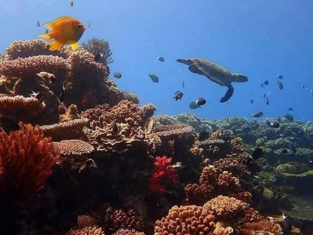 Ratu Kini Dive & Stay Мана-Айленд Екстер'єр фото
